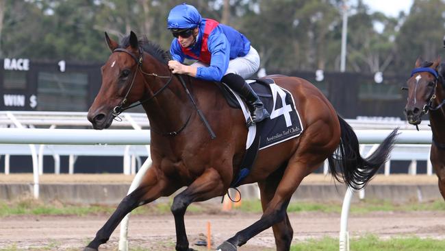 Lost And Running will start favourite for The Hunter. Picture: Grant Guy