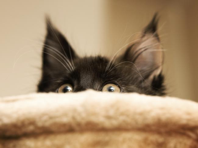 Generic image of a scared cat. Photo from iStock.