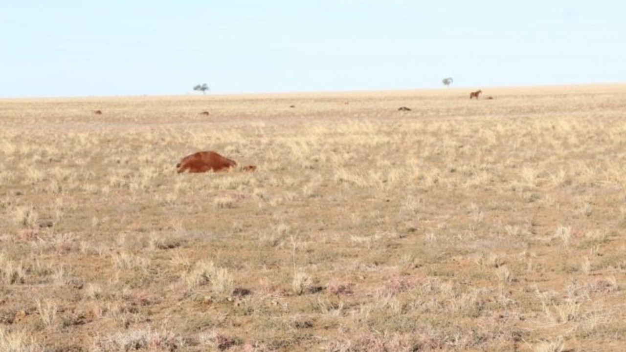 Police are investigating the shooting death of more than 35 horses at a Longreach property.