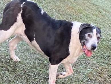 Two dogs killed in Banyo in vicious attack by lost staffy and mastiff