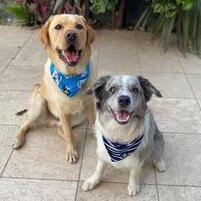 Gold Coast's cutest dogs: Toby and Ozzy. Submitted by Katarnya Tuccori.