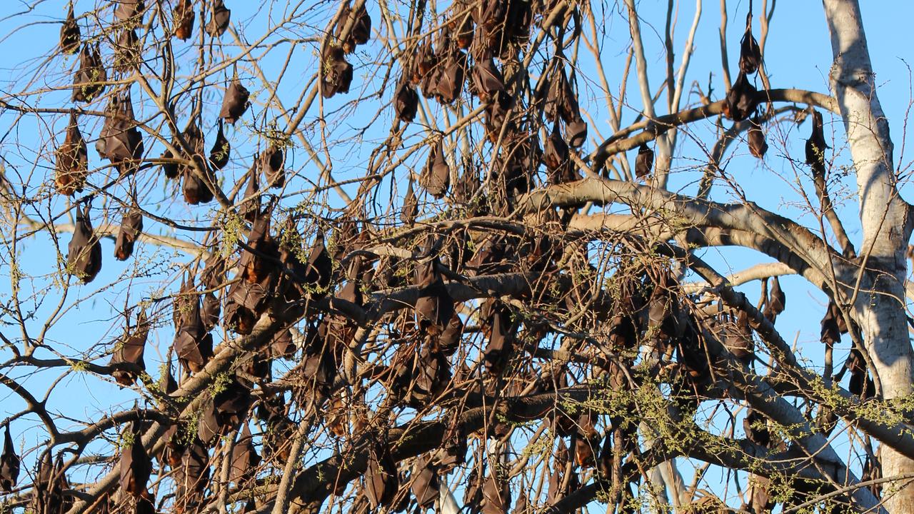 Flying foxes are protected under the Queensland government’s Nature Conservation Act 1992, which limits management activities to non-lethal methods and prohibits methods that could injure the animals, like using high pressure hoses and paintball guns. Photo: Rose Reed / Central & North Burnett Times