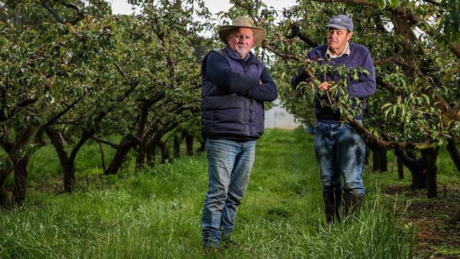 Kym Green with neighbour Graeme Green at Graeme's hail damaged pear orchard in Lenswood. Picture: Tom Huntley