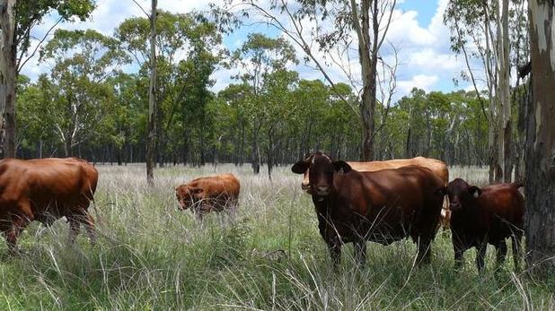 Centuries old Western Downs family property set for auction