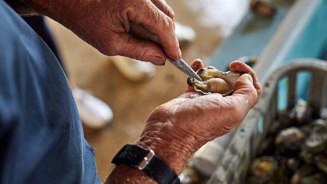 A Wallis Lake oyster being shucked.