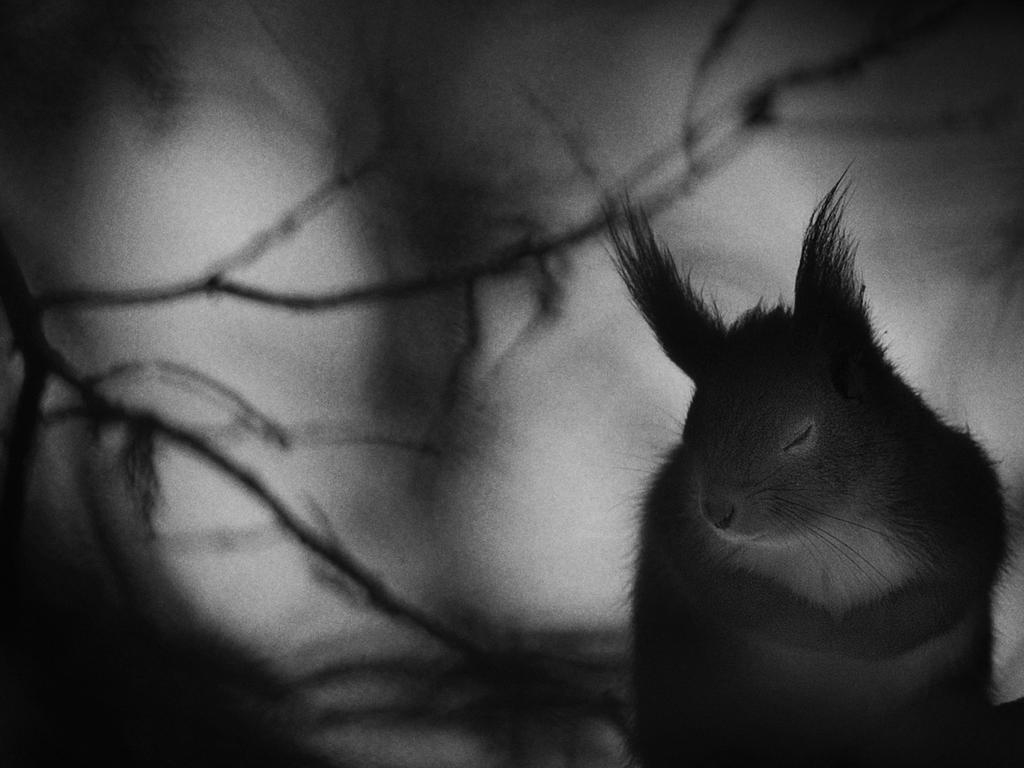 Wildlife Photographer of the Year: Winter pause Mats Andersson, Sweden Finalist 2017, Black and White The red squirrel closed its eyes for just a moment, paws together, fur fluffed, then resumed its search for food. Winter is a tough time for northern animals. Some hibernate to escape its rigours, but not red squirrels. Mats walks every day in the forest near his home in southern Sweden, often stopping to watch the squirrels foraging in the spruce trees. Though their mainly vegetarian diet is varied, their winter survival is linked to a good crop of spruce cones, and they favour woodland with conifers. They also store food to help see them through lean page 4 of 5 times. On this cold, February morning, the squirrel’s demeanour encapsulated the spirit of winter, captured by Mats using the soft-light grain of black and white.