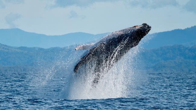 Whale watching season continues through to November, with the peak northern migration being an exciting time, between mid-June to early July.