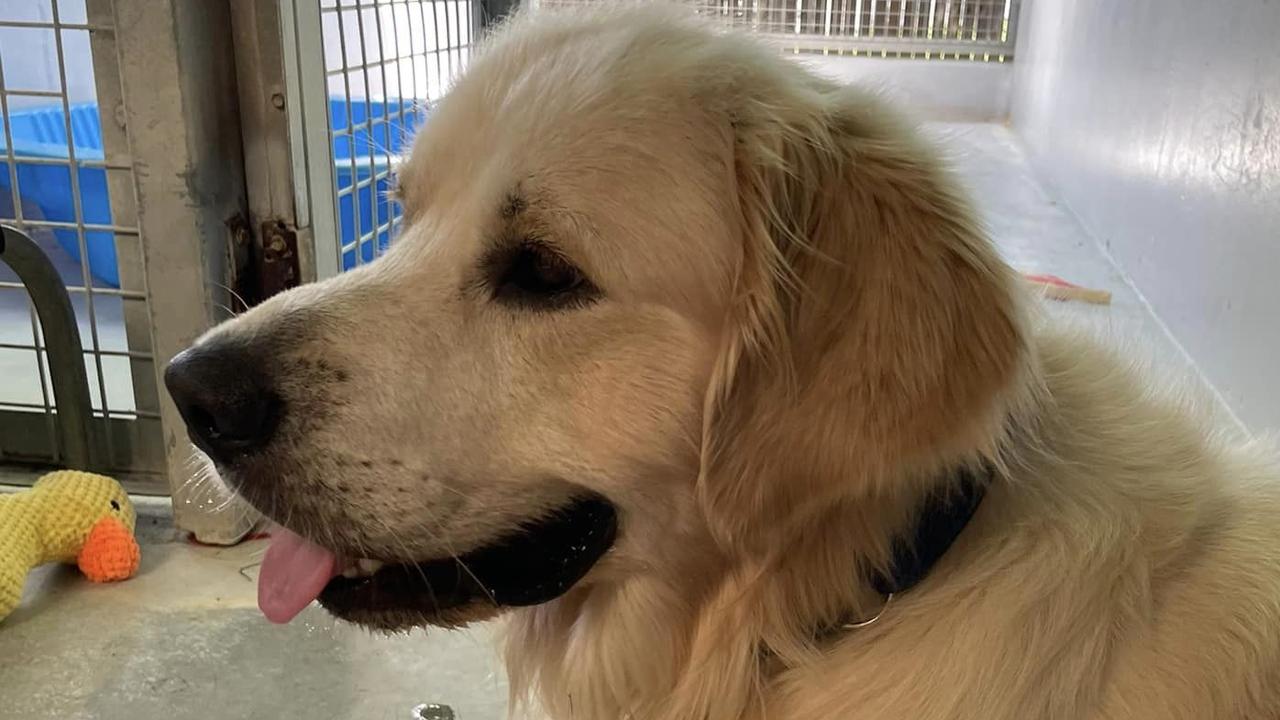 Golden retriever down store syndrome