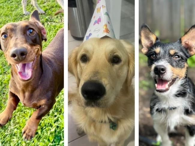 Voting has opened to find out who will be crowned FNQ's cutest dog, 2025.