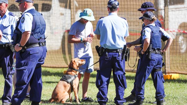 Police and a sniffer dog work at last year’s Splendour in the Grass festival. Picture: Nigel Hallett