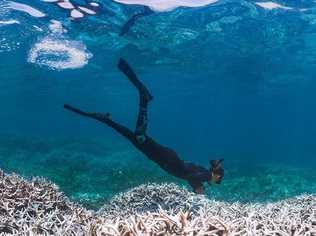 The Great Barrier Reef is big business. Picture: XL Catlin Seaview Survey.