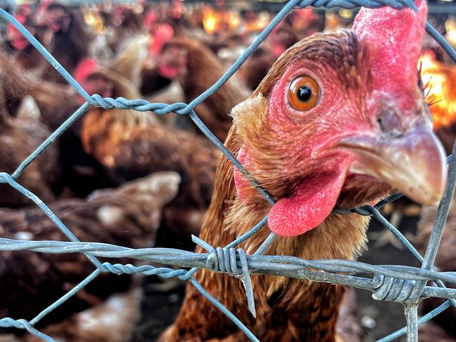 A chicken on a farm.