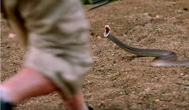 A Coastal Taipan ready to strike, the same breed as the snake that bit little Agnes Water boy Eli Campbell. Source: Discovery channel.