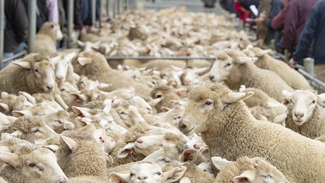 Buyers line the rails at Bendigo sheep and lamb sale. Picture: Zoe Phillips