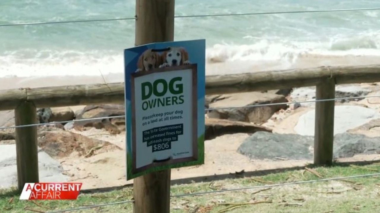 A council in Queensland has fined two different dog owner for failing to secure their pets: Supplied.