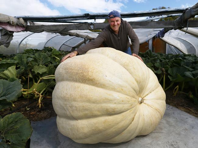 Shane Newitt with his giant pumpkin that he is hoping will break the record books when weighed on Monday. The Bream Creek Show has been cancelled however some dedicated giant pumpkin growers like Shane have pushed ahead and kept growing their pumpkins.  He is pictured on his farm with the pumpkin.Picture: MATT THOMPSON