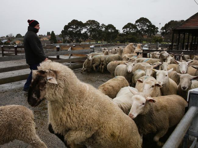 Last sheep sale at Geelong saleyards in 2017. Picture: Peter Ristevski