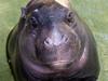 You like Moo Deng? Adelaide’s very own pygmy hippo is for you