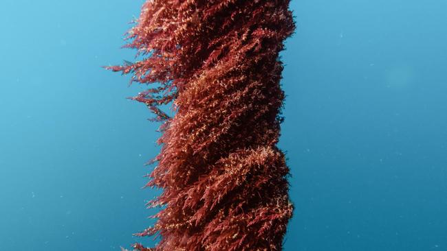 Asparagopsis in the marine farm. Tasmanian company Sea Forest in Swansea is expanding. Image: Sea Forest.