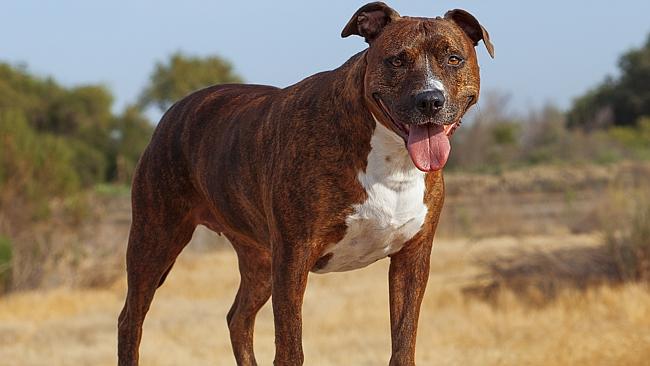 Dangerous Dog Law Changes Could Allow Owners To Register Pit Bulls ...