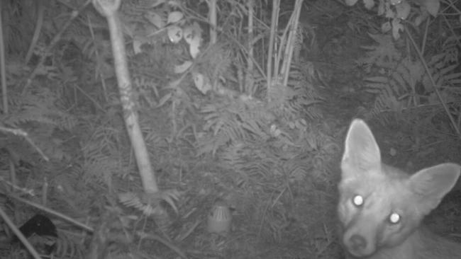 A screen shot of the fox that killed 27 little penguins on North Head in 2015. Picture: NSW National Parks and Wildlife Service