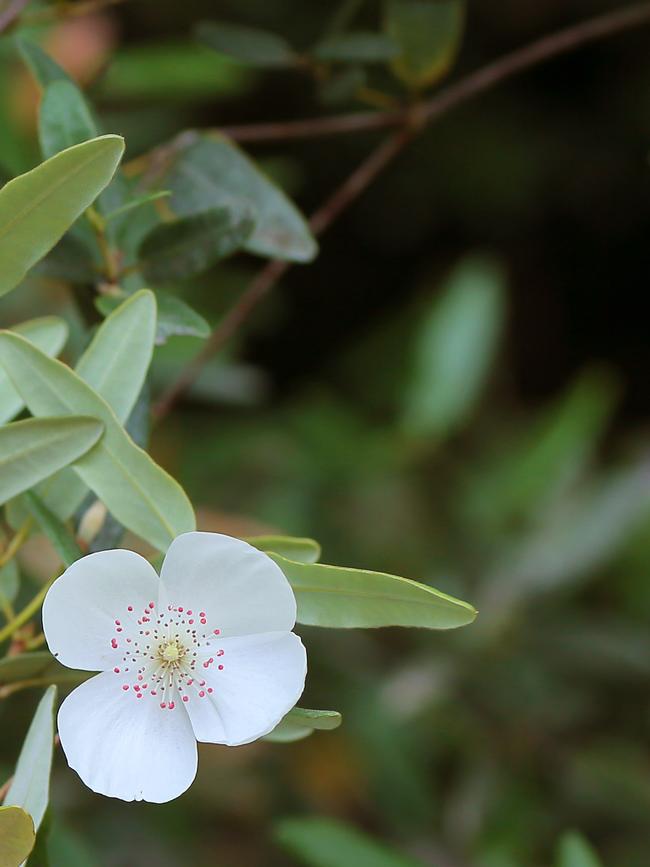 A leatherwood flower. Picture: Richard Jupe