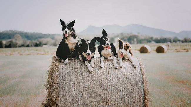 Riverside Lilly, Riverside Riley, Wernobah Ellie and Alvaglen Grace work on a dairy farm near Kyogle in NSW.  IMAGE: BEC SNEATH