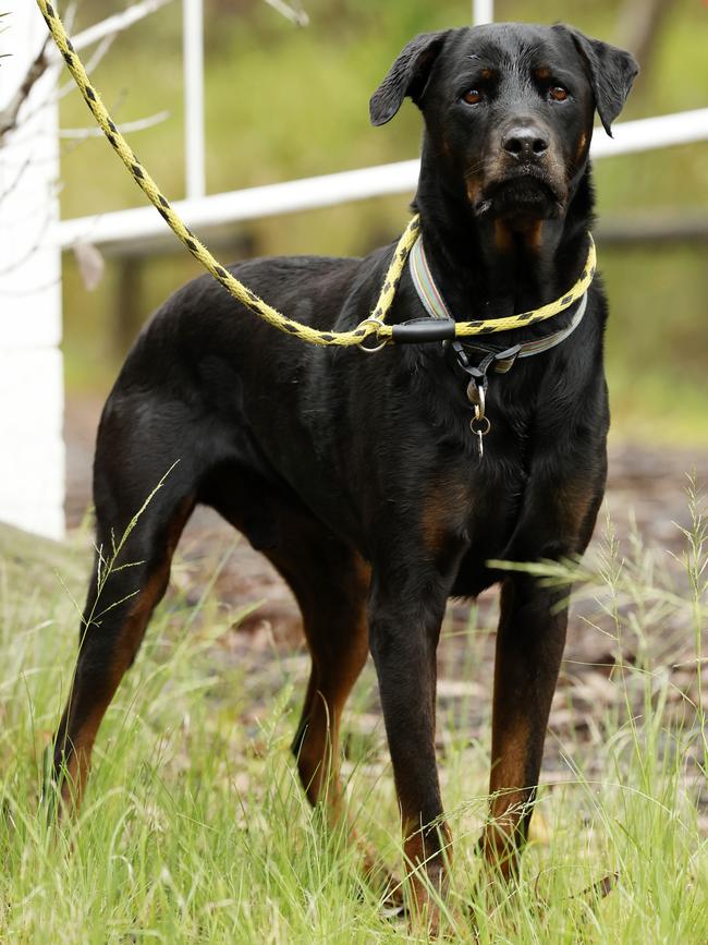 Chuck, Rottweiler-cross, in care since 2020, at Doggie Rescue. Picture: Jonathan Ng