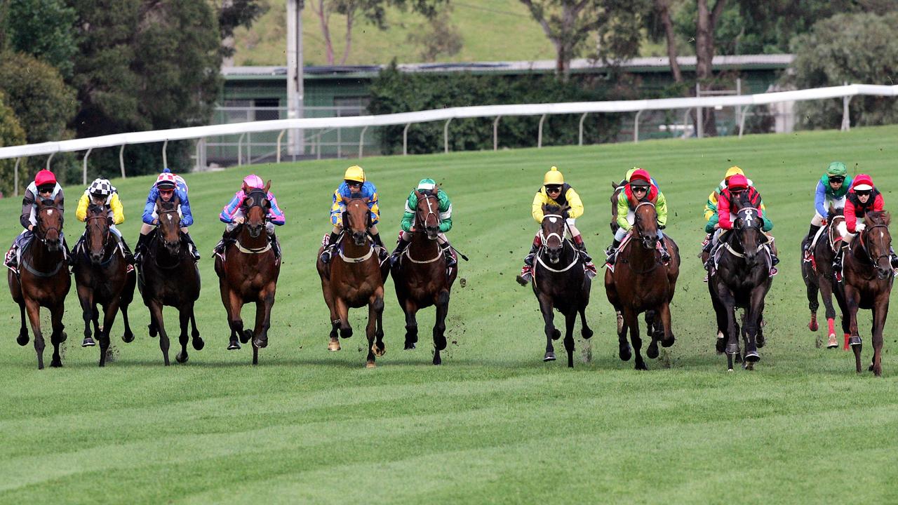 The field 800 metres from home in the 2005 Carlton Draught Cox Plate. Left to right: Xcellent, God's Own, Makybe Diva (winner), Confectioner, Fields of Omagh (3rd place), Outback Prince, Greys Inn, Lotteria (Runner up), Desert War,and Hotel Grand. Behind the wall of horses are: Lad of the Manor, Super Kid, Sky Cuddle and Tosen Dandy.