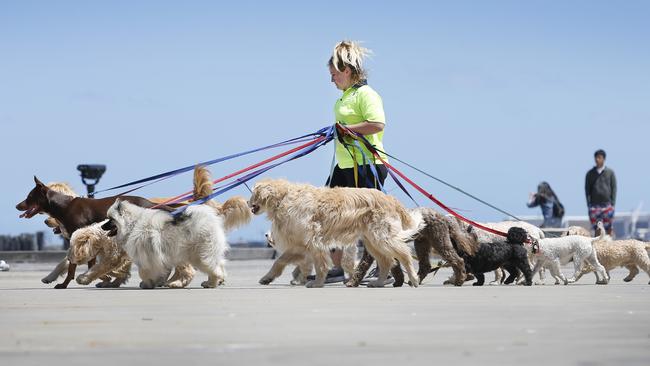 Dog walker Carly Fitzgerald controls her dogs during their daily walk. Picture: David Caird