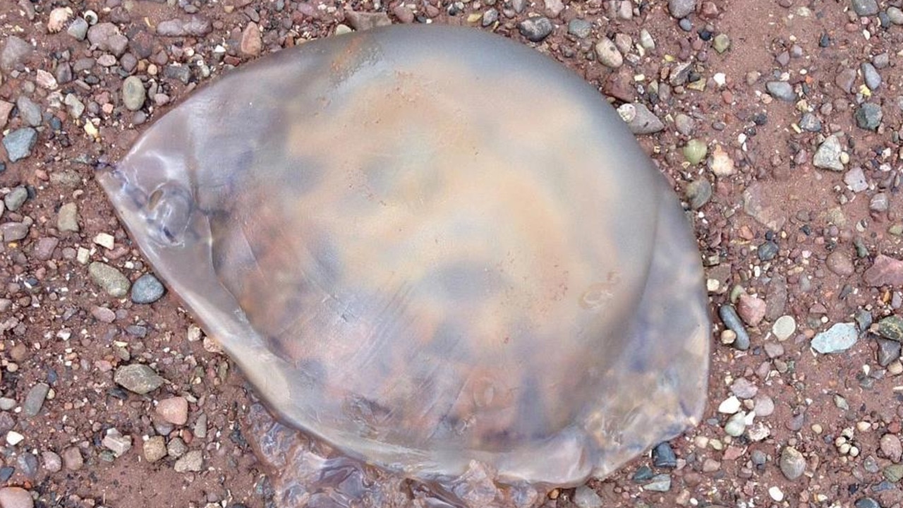 Thousands of barrel jellyfish were spotted off south Devon, UK, with many floating into Torquay harbour and washing up onto beaches. Picture: Apex News & Pictures