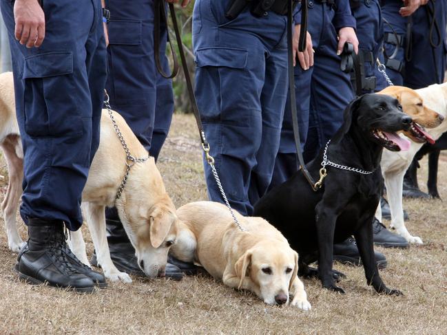 Queensland Police Drug Detection Unit dogs announced at Oxley Police Academy : Dogs line up :