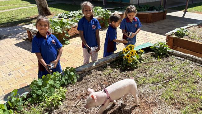 Penelope the Pig graduated from Sadadeen Primary School with near perfect attendance.