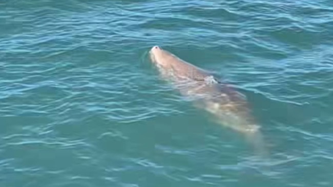 A dugong spotted by Destination Adventure owner Dania Clark off the Picnic Bay jetty in May