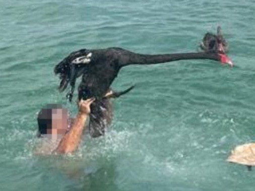 Wildlife advocates have slammed the ‘disgusting’ actions of a Mandurah man after he dragged a Black Swan out of the water by its feet over the Australia Day long weekend.