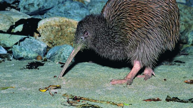 Kiwi on Stewart Island, New Zealand. Picture: Southlandnz Sunday Escape, March 13