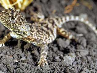 ENDANGERED SPECIES: A number of Condamine Earless Dragons were found at the Oakey Solar Farm. Picture: Robert Ashdown