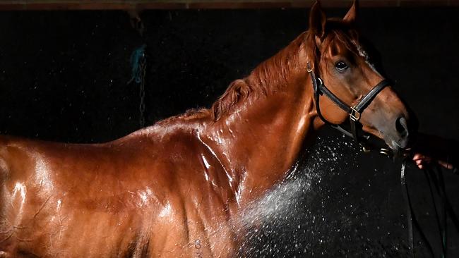 Finche’s owners have connections to turf legends Winx, Black Caviar and Enable. Picture: Getty Images