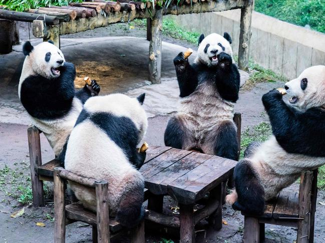 TOPSHOT - This photo taken on December 2, 2023 shows pandas eating inside their enclosure at a zoo in China's southwestern Chongqing municipality. (Photo by AFP) / China OUT