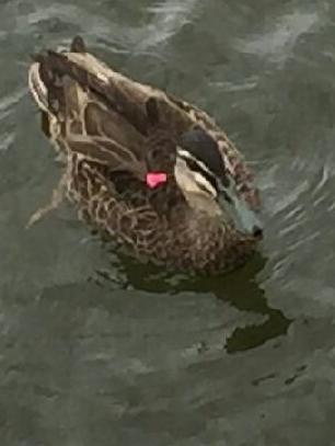 The duck rescued after being shot with a dart. Picture: RSPCA