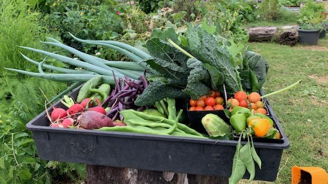 Sophie Spencer's excess amount of vegetables grown in her garden led her to start the community page Grow. Reuse. Create. Photo: Contributed