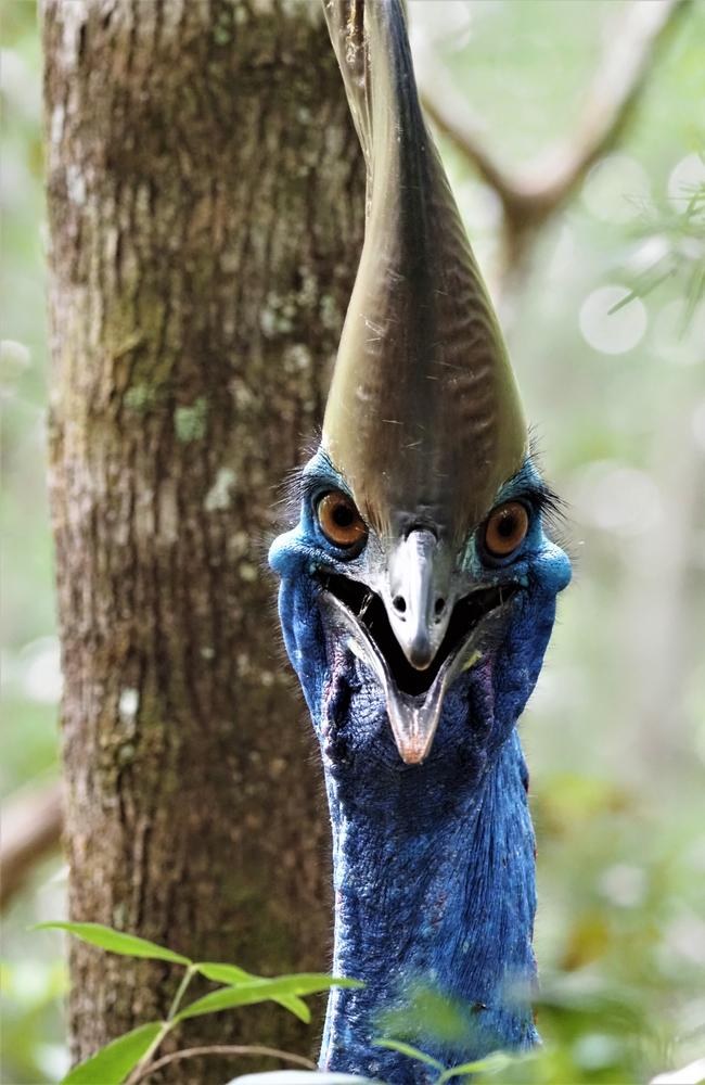 The Uthini, the Wuthathi word for "cassowary", was spotted by Wuthathi custodians on a land management field trip. Photo: Sophie Holt, Wuthathi IPA co-ordinator.