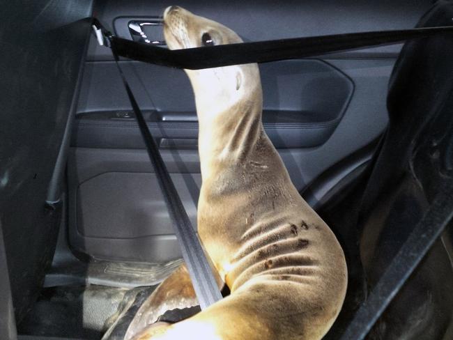 This April 19, 2015 photo provided by the Mendocino County Sheriff shows a stranded Sea Lion pup in the back of a Mendocino County Sheriff's patrol car. Authorities in Northern California rescued the sea lion pup that waddled about a quarter-mile from the ocean. Mendocino County sheriff's deputies patrolling Highway 1, south of Fort Bragg, spotted the animal moving slowly in dark, dense fog on Sunday. They discovered the animal was a sea lion pup weighing about 20 pounds with a tag attached to its front flipper (Mendocino County Sheriff via AP)