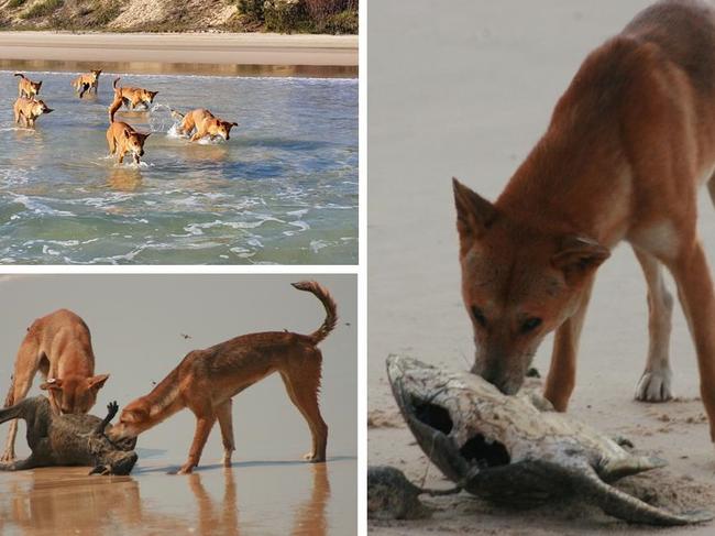 Watch: Dept proves dingoes don’t need to be fed by tourists