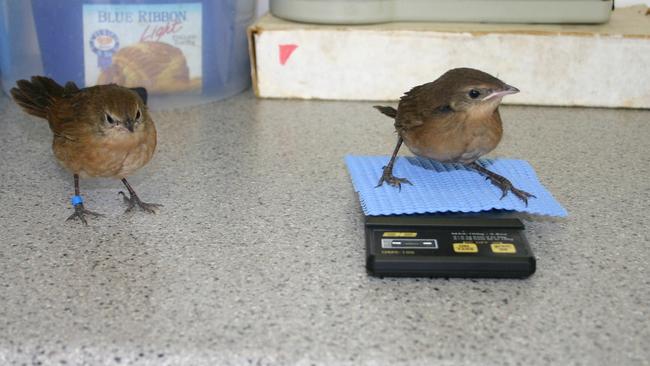 Endangered eastern bristlebirds.