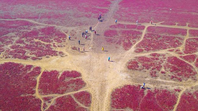 This aerial photo taken on September 21, 2023 shows people walking on a beach covered with the plant Suaeda salsa, also known as seepweed or sea-blite, which can turn red in autumn in Yingkou, in China's northeastern Liaoning province. (Photo by AFP) / China OUT