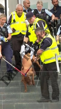 Police TASER dog after woman attacked