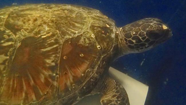 Shelly the turtle is recovering well at Manly Sea Life Sanctuary ...