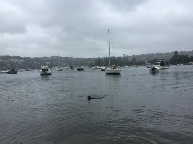 Shorn is pictured swimming moments before the attack.