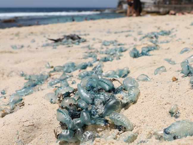 The Daily Telegraph 30.10.2024 Infestation of Blue Bottles have washed up on the high tide. At Bronte beach. People enjoying Bronte Beach on a sunny Thursday in spite of the Blue Bottles. Picture: Rohan Kelly.